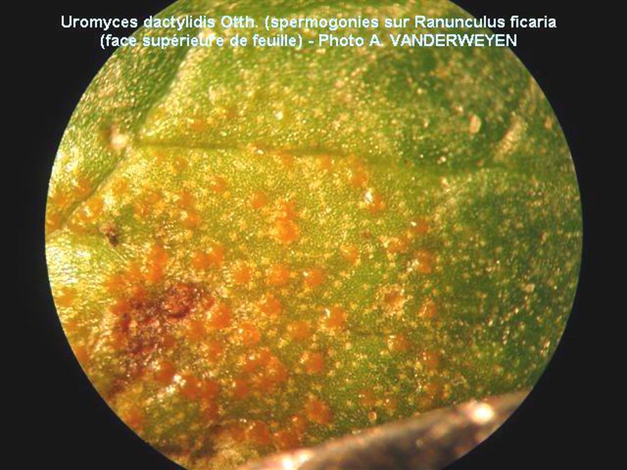 Uromyces dactylidis