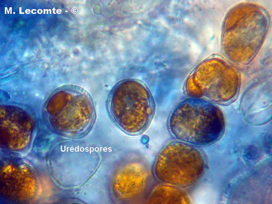 Uromyces ficariae