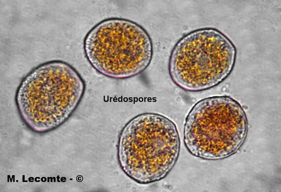 Uromyces ficariae
