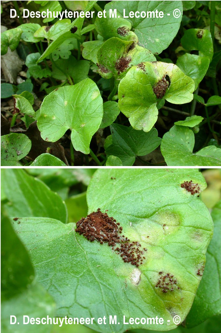 Uromyces ficariae