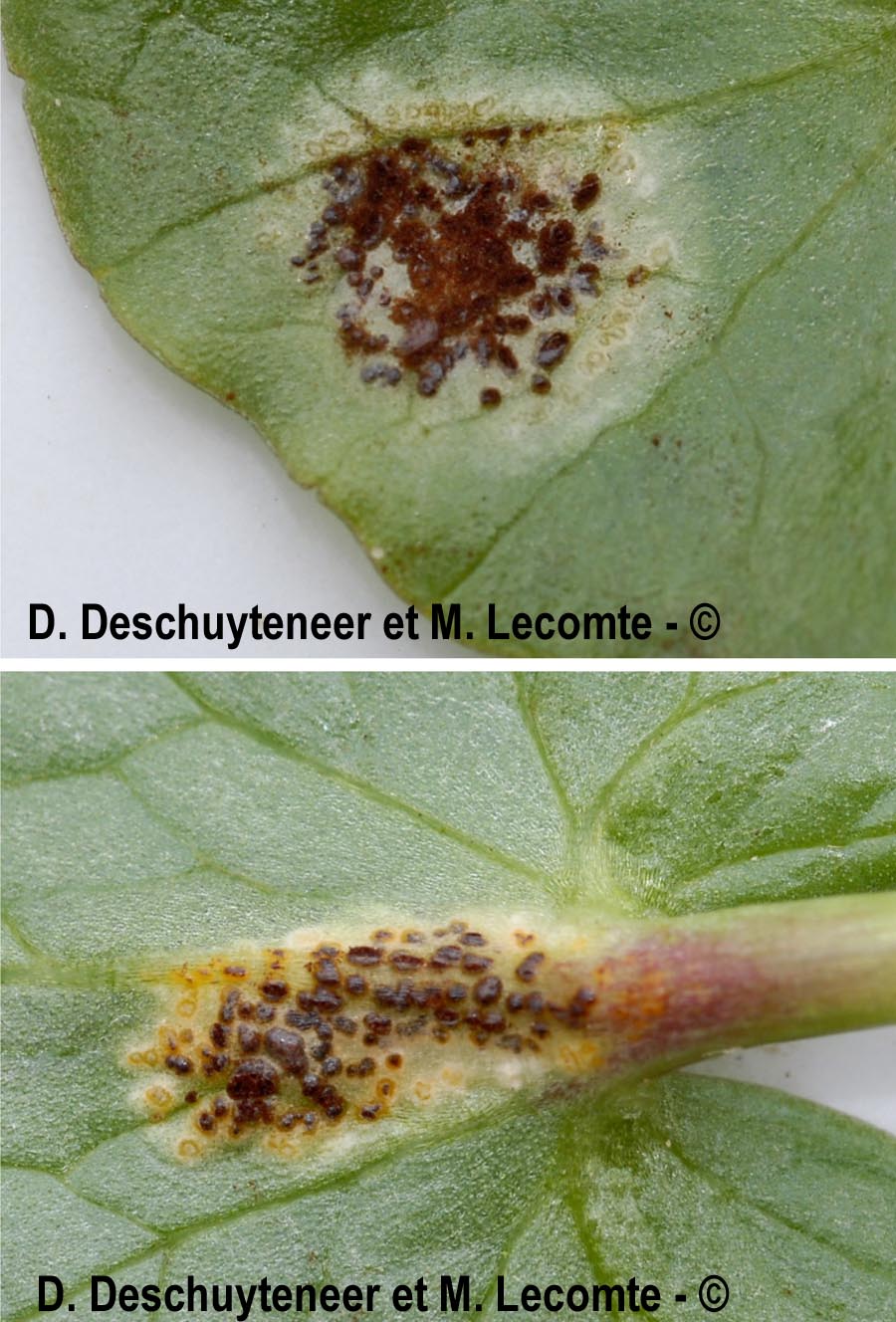 Uromyces ficariae