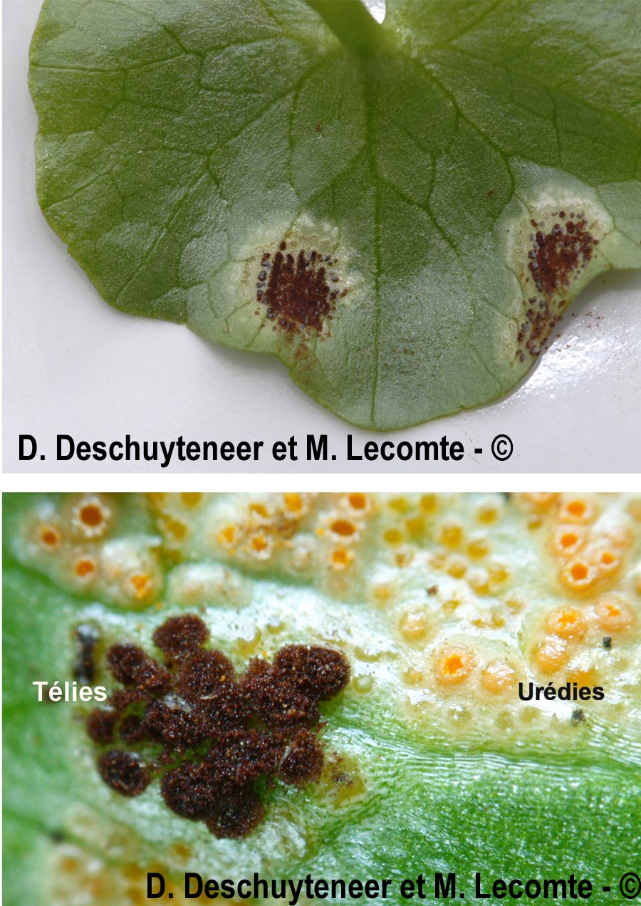 Uromyces ficariae