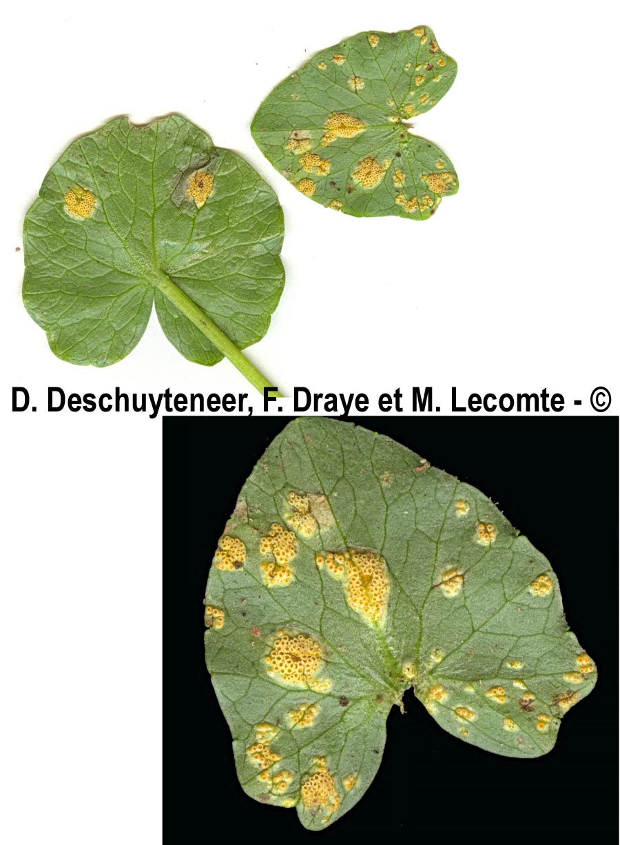 Uromyces ficariae