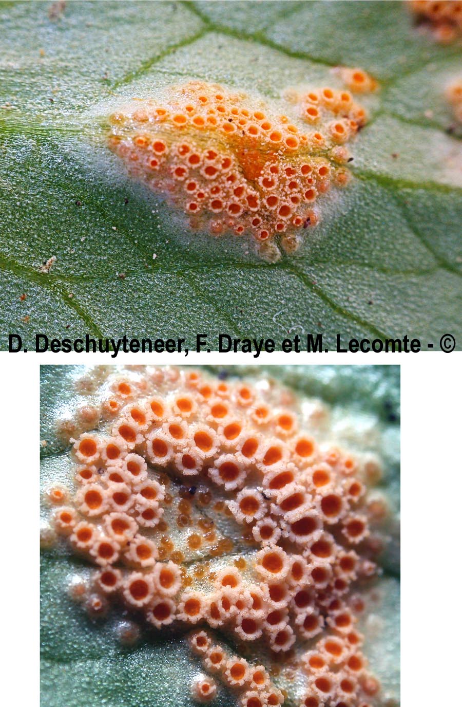 Uromyces ficariae