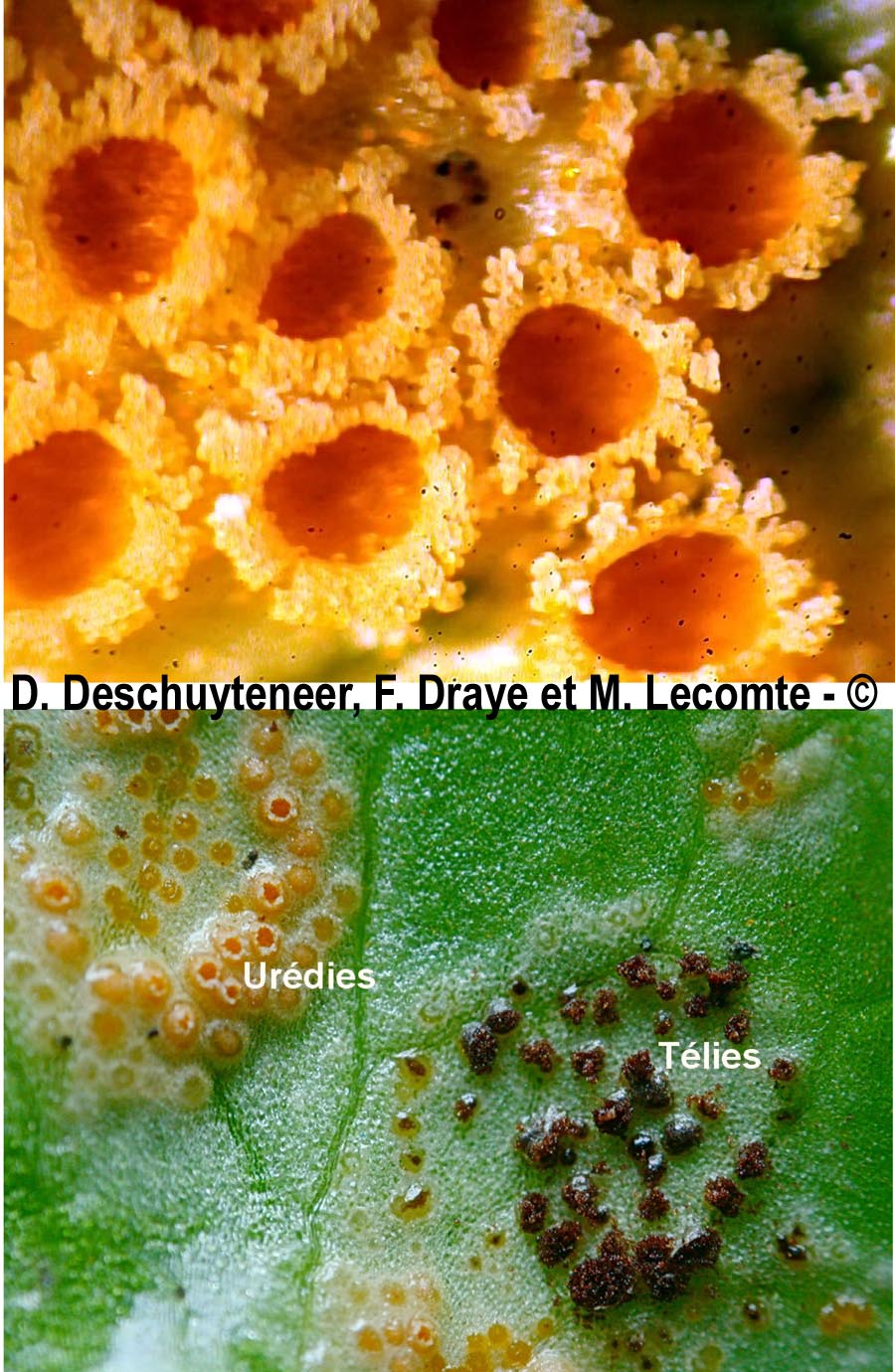 Uromyces ficariae