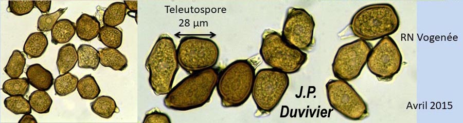 Uromyces ficariae