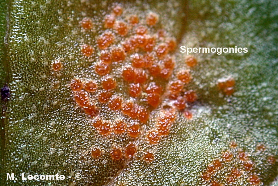 Uromyces ficariae