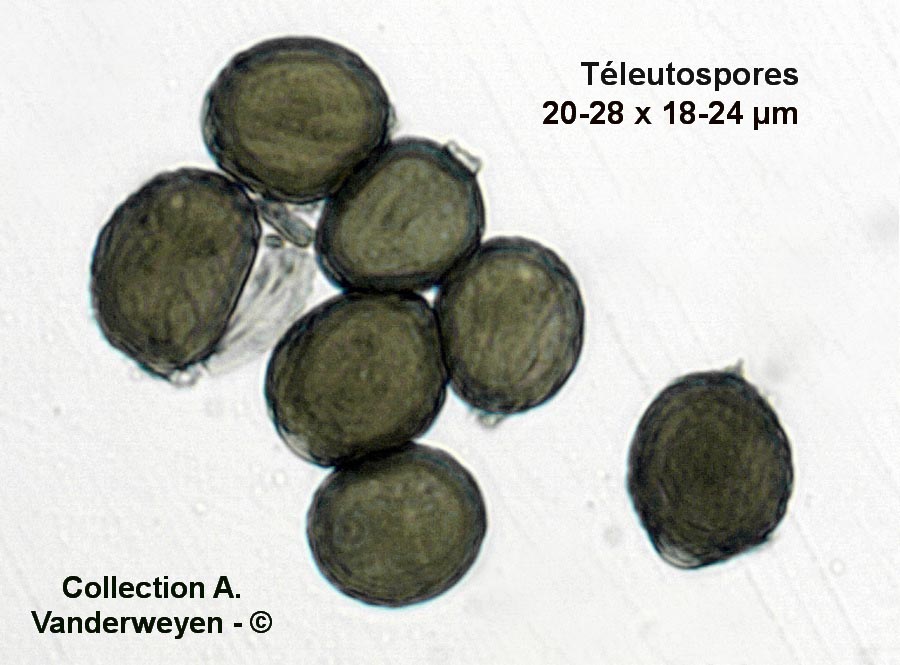 Uromyces genistae-tinctoriae