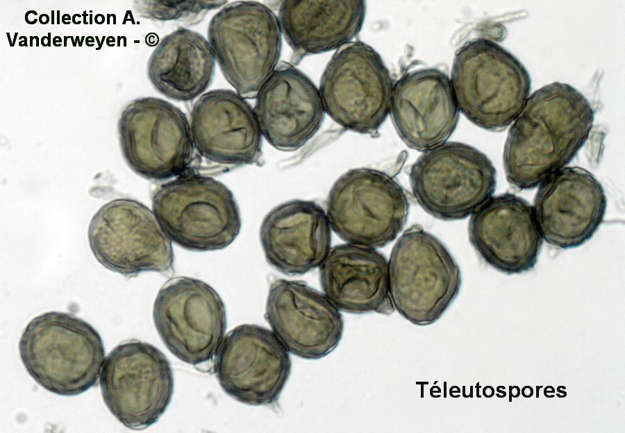 Uromyces genistae-tinctoriae