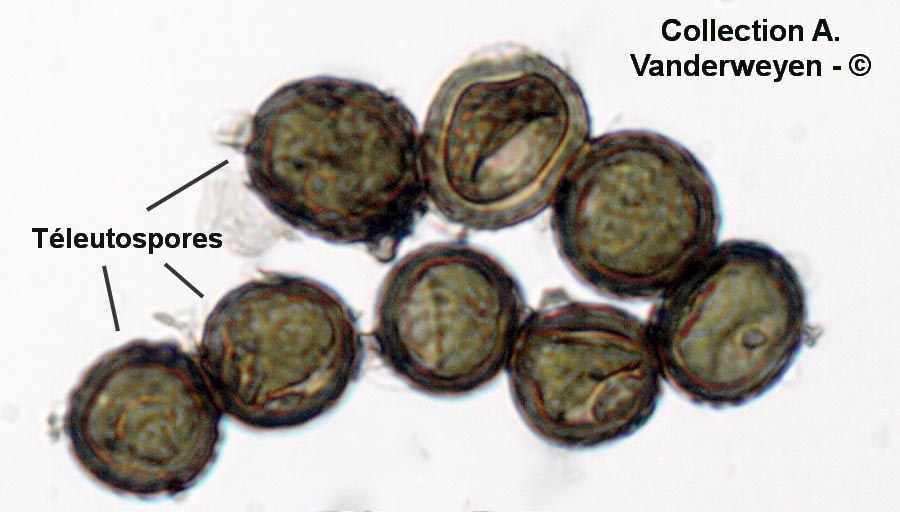 Uromyces genistae-tinctoriae