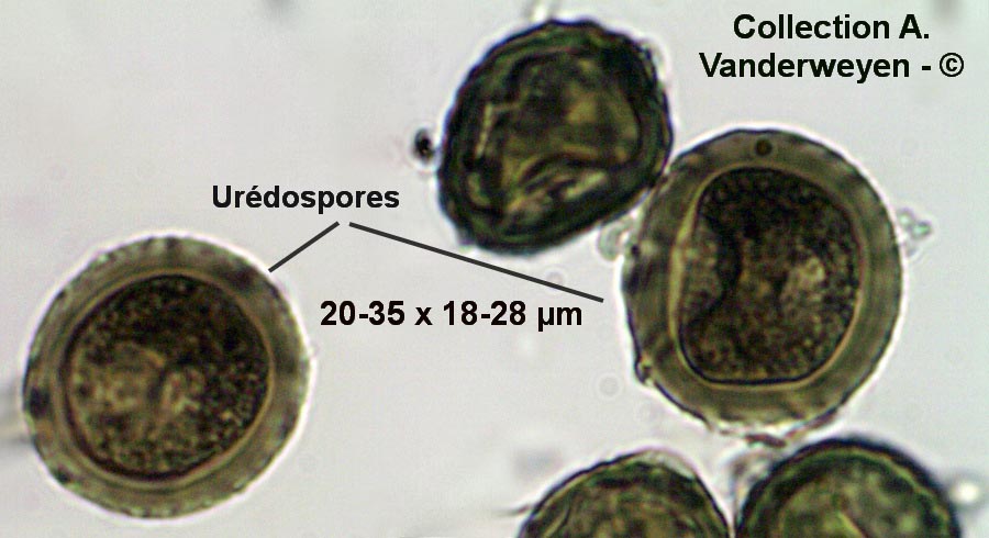 Uromyces genistae-tinctoriae