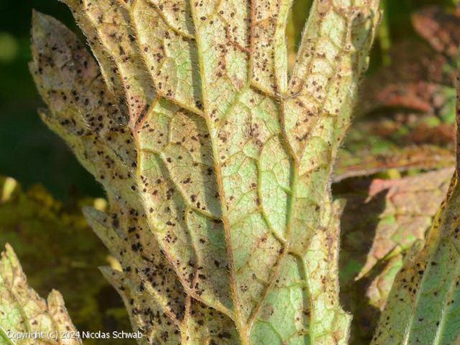 Uromyces geranii