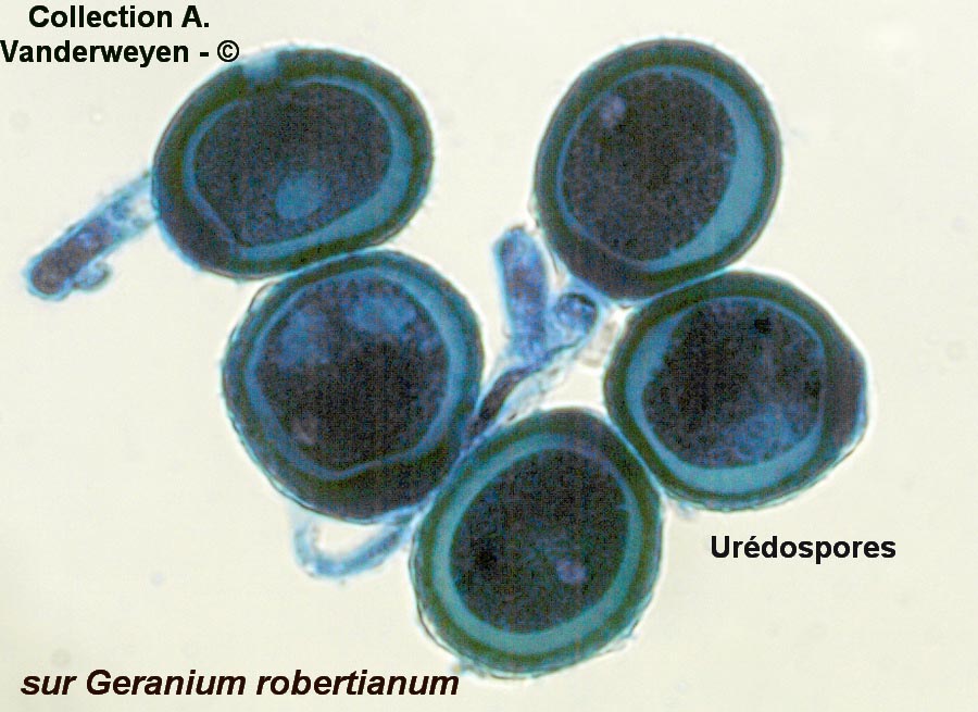 Uromyces geranii