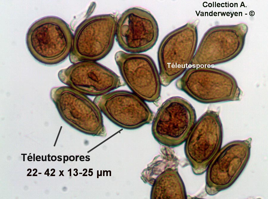 Uromyces geranii