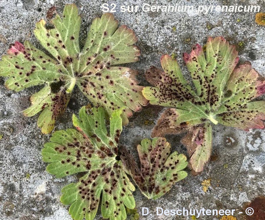 Uromyces geranii