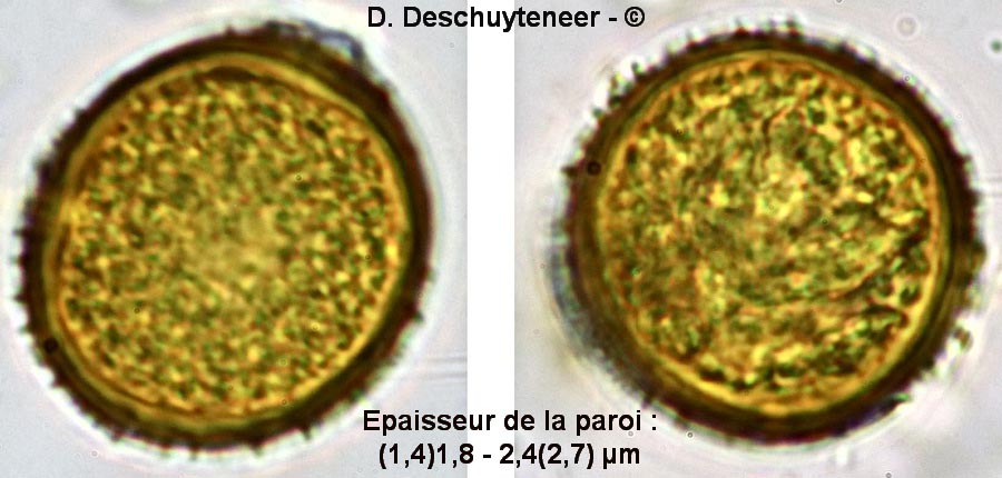 Uromyces geranii