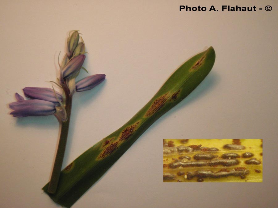 Uromyces hyacinthi