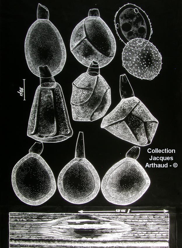 Uromyces iranensis