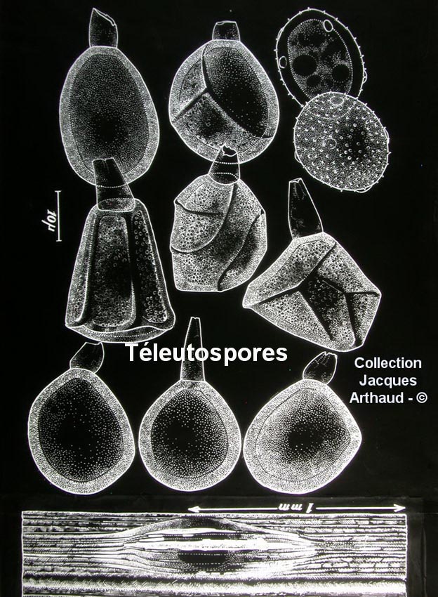 Uromyces iranensis