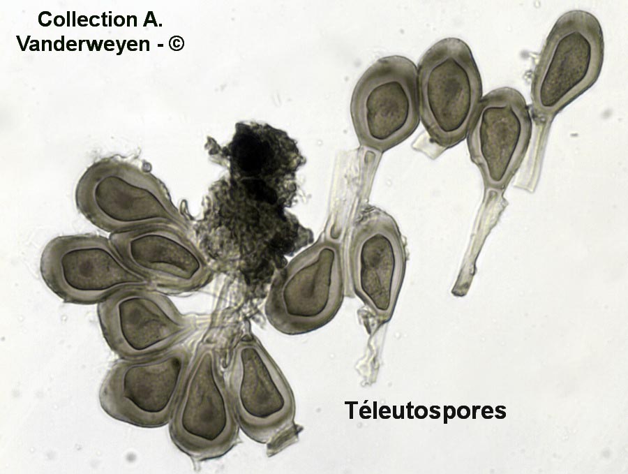 Uromyces limonii