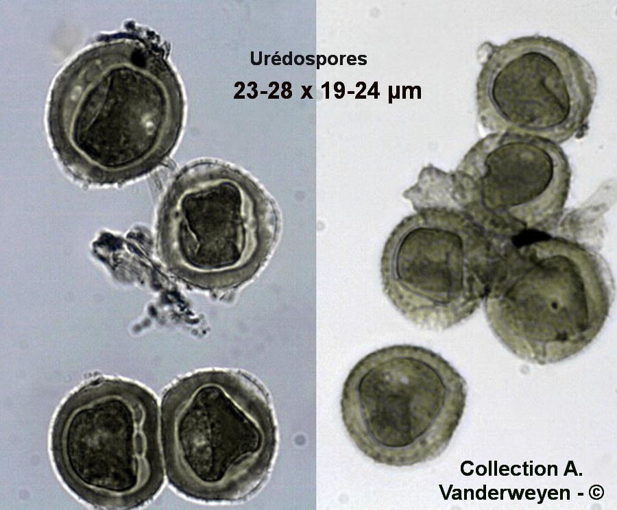 Uromyces pisi-sativi