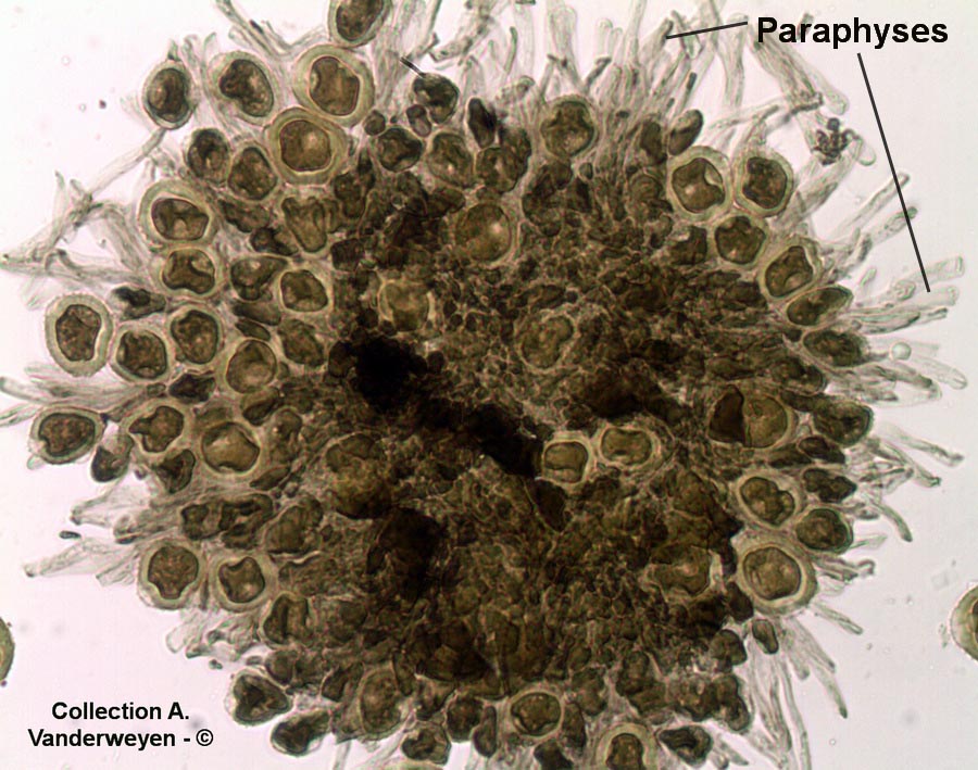 Uromyces loti (Uromyces euphorbiae-corniculati)