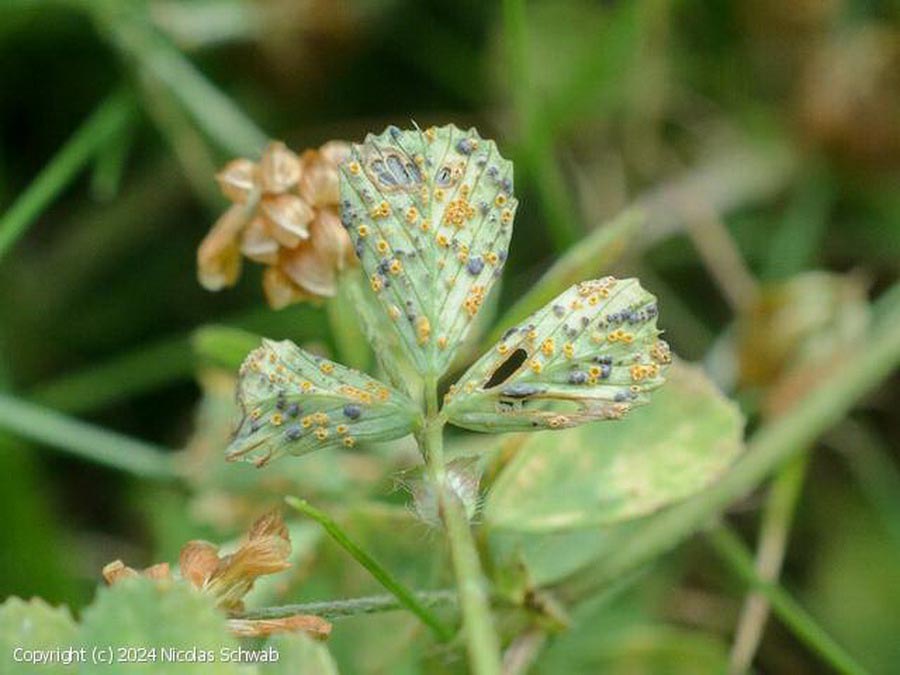 Uromyces minor