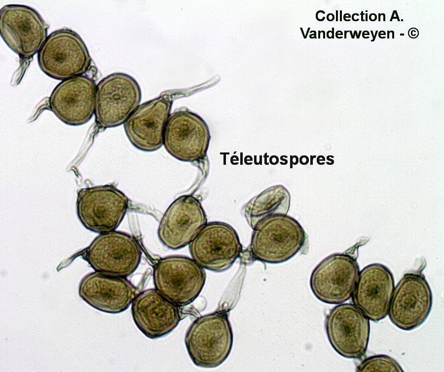 Uromyces muscari