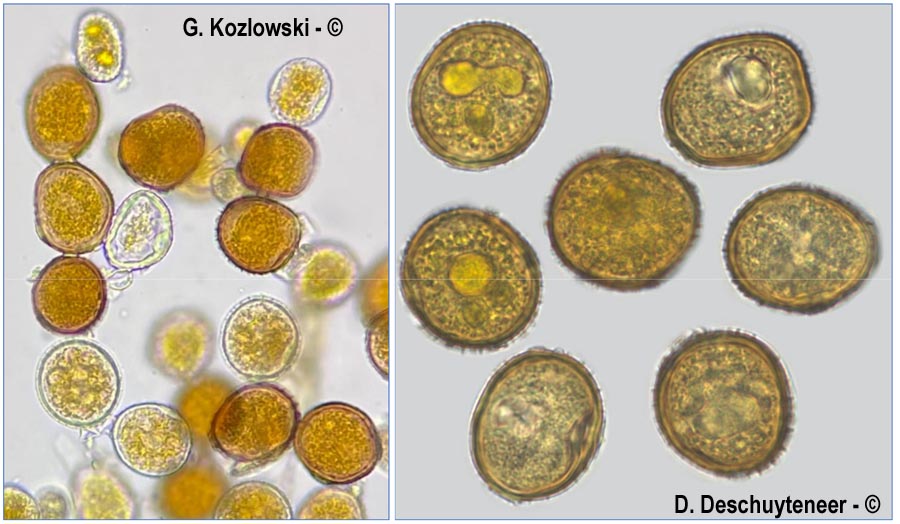 Uromyces onobrychidis