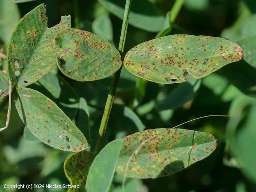 Uromyces onobrychidis