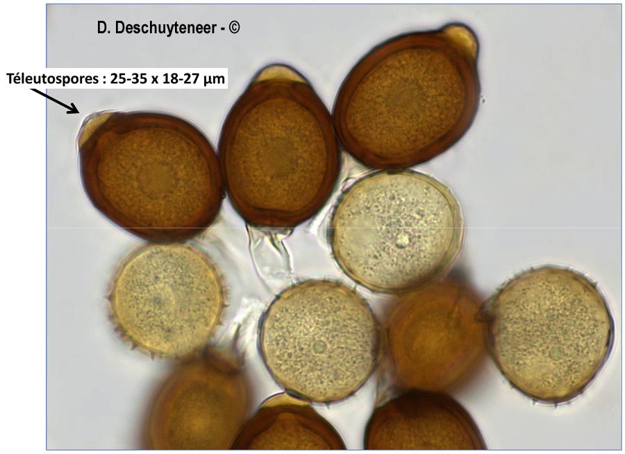 Uromyces appendiculatus