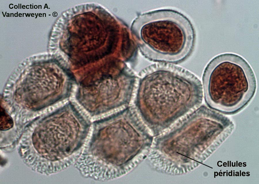 Uromyces pisi-sativa