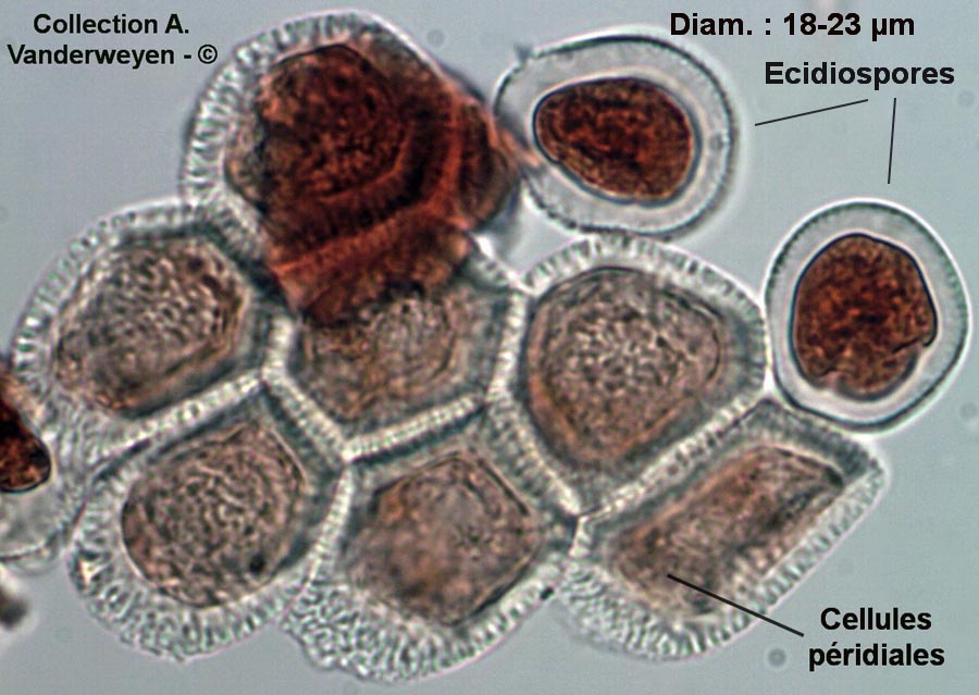 Uromyces pisi-sativi (Uromyces pisi)