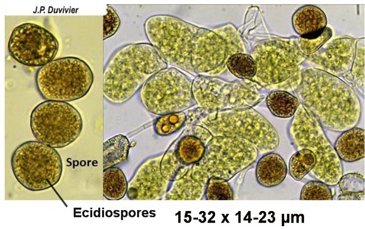 Uromyces pisi