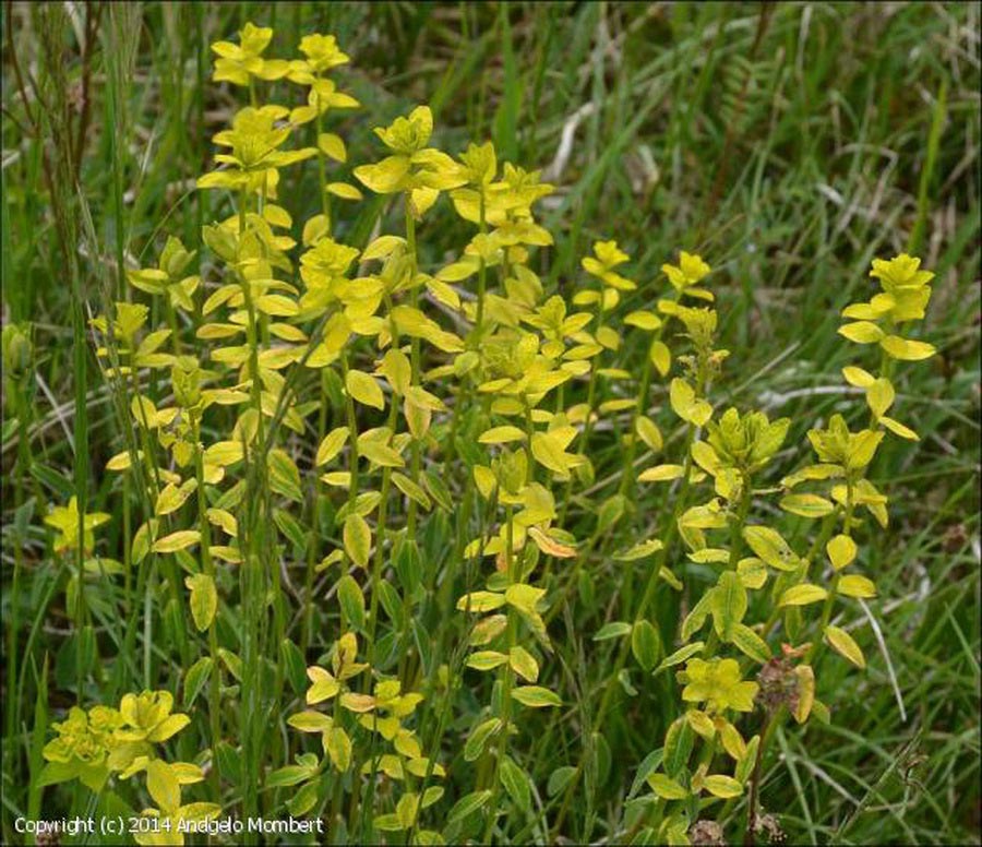 Uromyces pisi-sativi