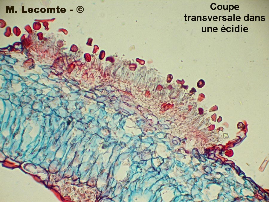 Uromyces pisi-sativi