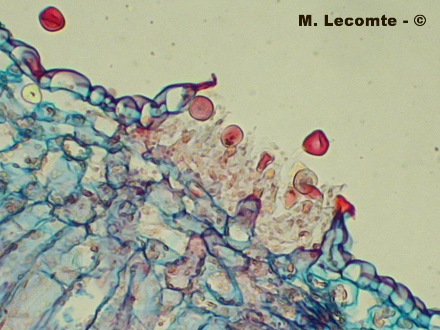 Uromyces pisi-sativi