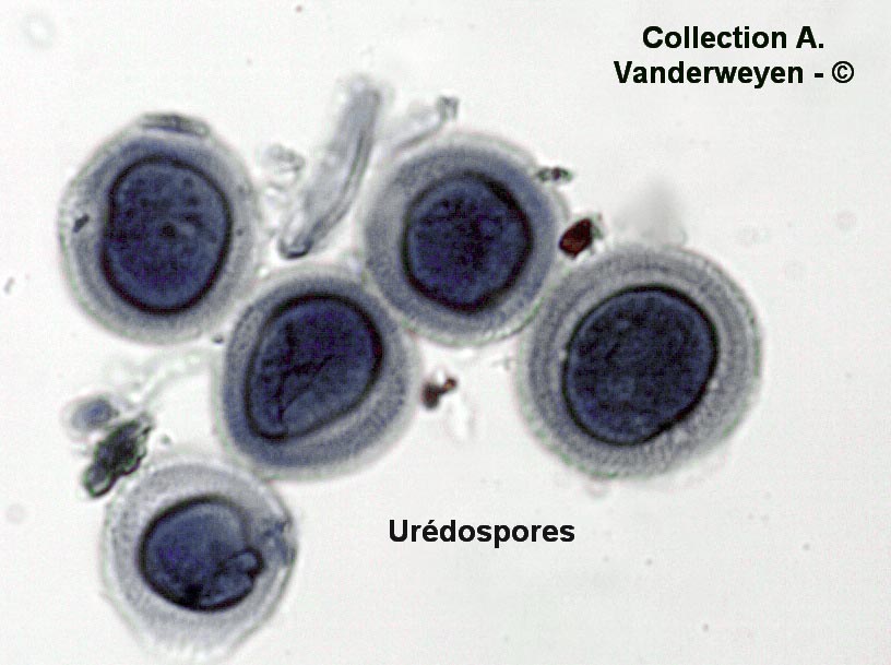 Uromyces polygoni-avicularis