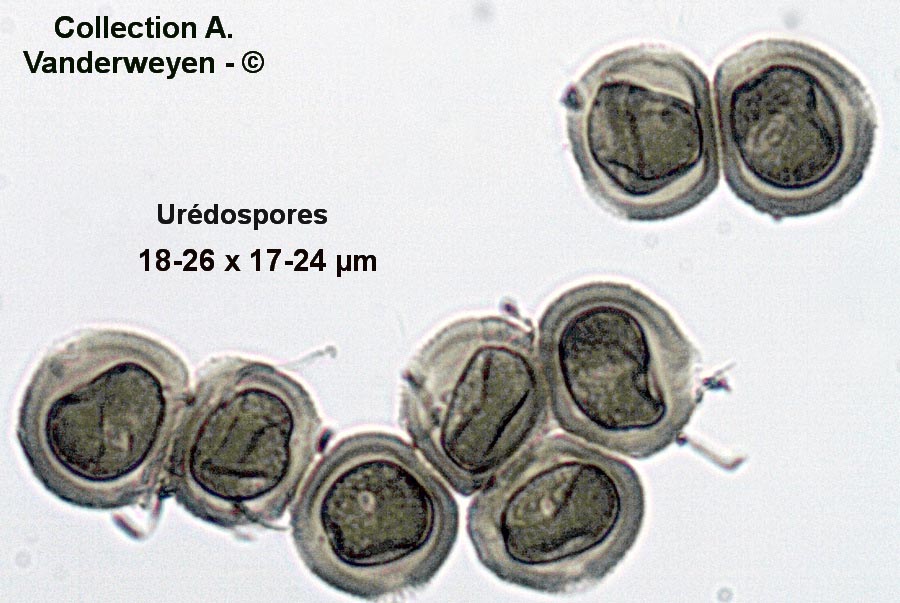 Uromyces polygoni-avicularis