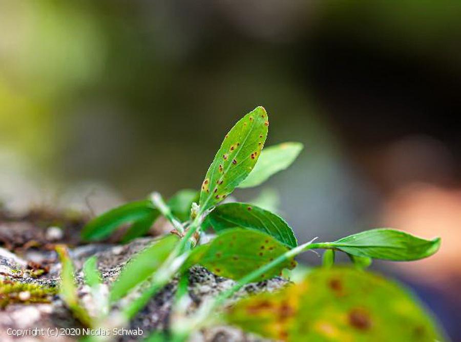 Uromyces polygoni-avicularis