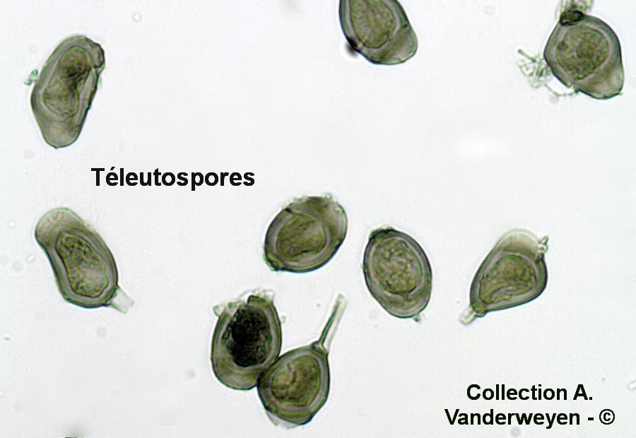 Uromyces scrophulariae