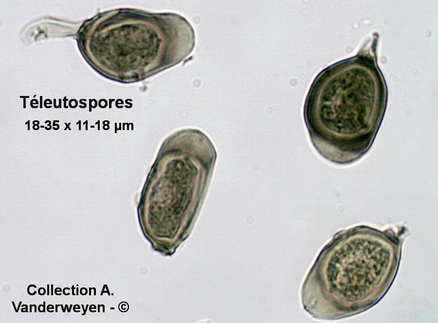 Uromyces scrophulariae