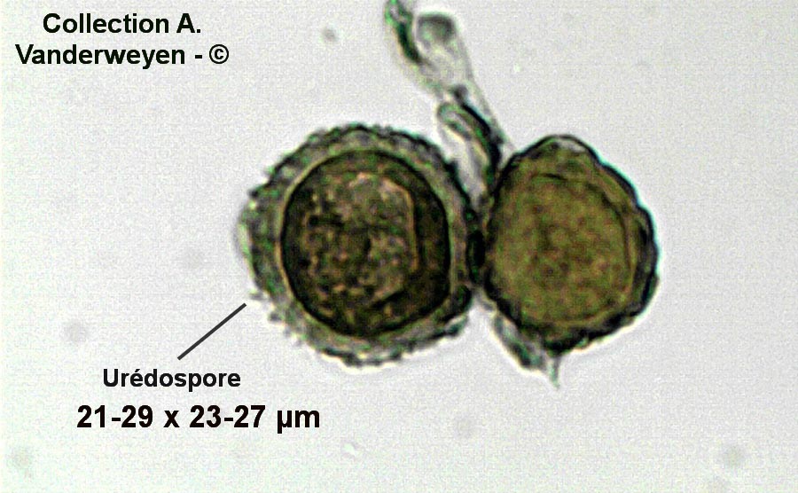 Uromyces scutellatus