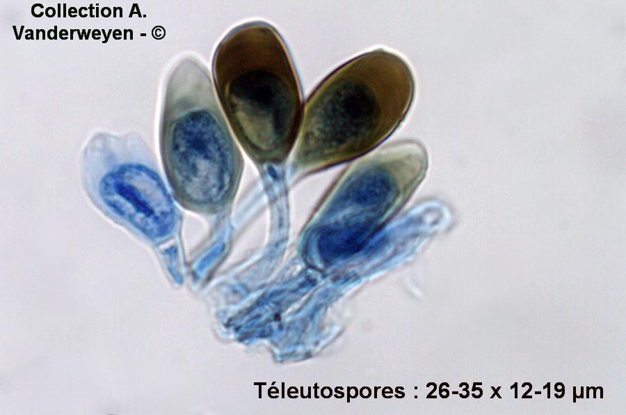 Uromyces silphii