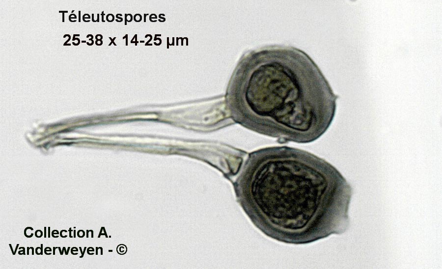 Uromyces sparsus