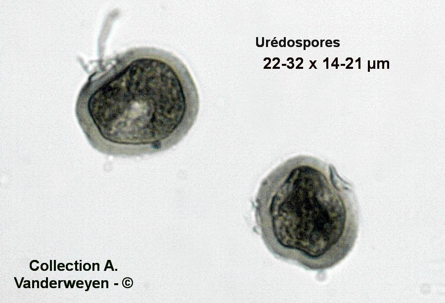 Uromyces sparsus