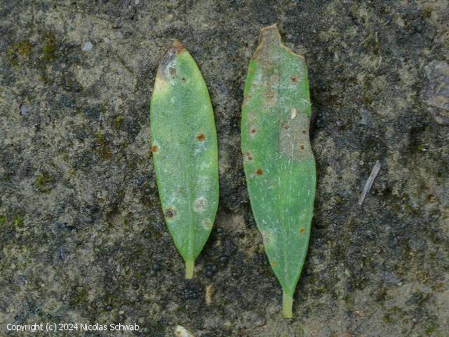 Uromyces spartii-juncei
