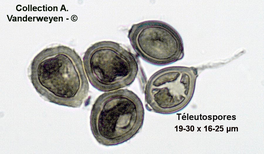 Uromyces trifolii-repenti