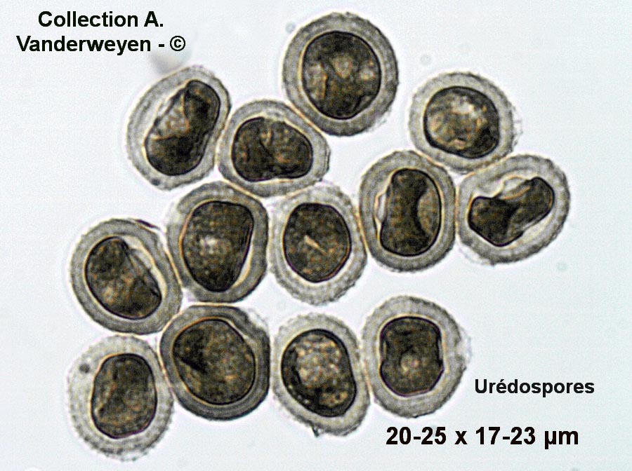 Uromyces trifolii-repenti