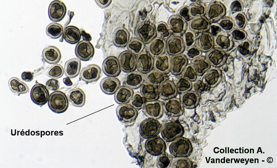 Uromyces trifolii-repenti